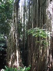 CairnsTC226 Curtain Fig Tree